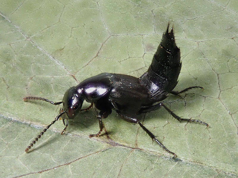 Staphylinidae da identificare: Philonthus cfr. succicola